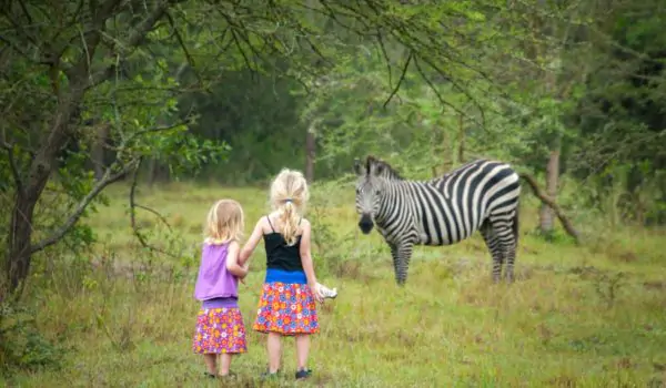 zebra-safari-park-girls Two girls showing their toys to zebra in safari park