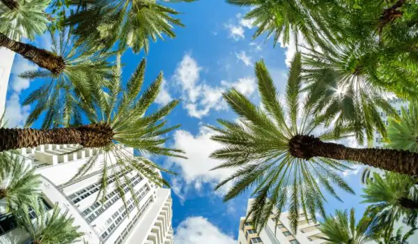 miami-beach-cityscape Miami Beach fish eye cityscape with art deco architecture and palm trees